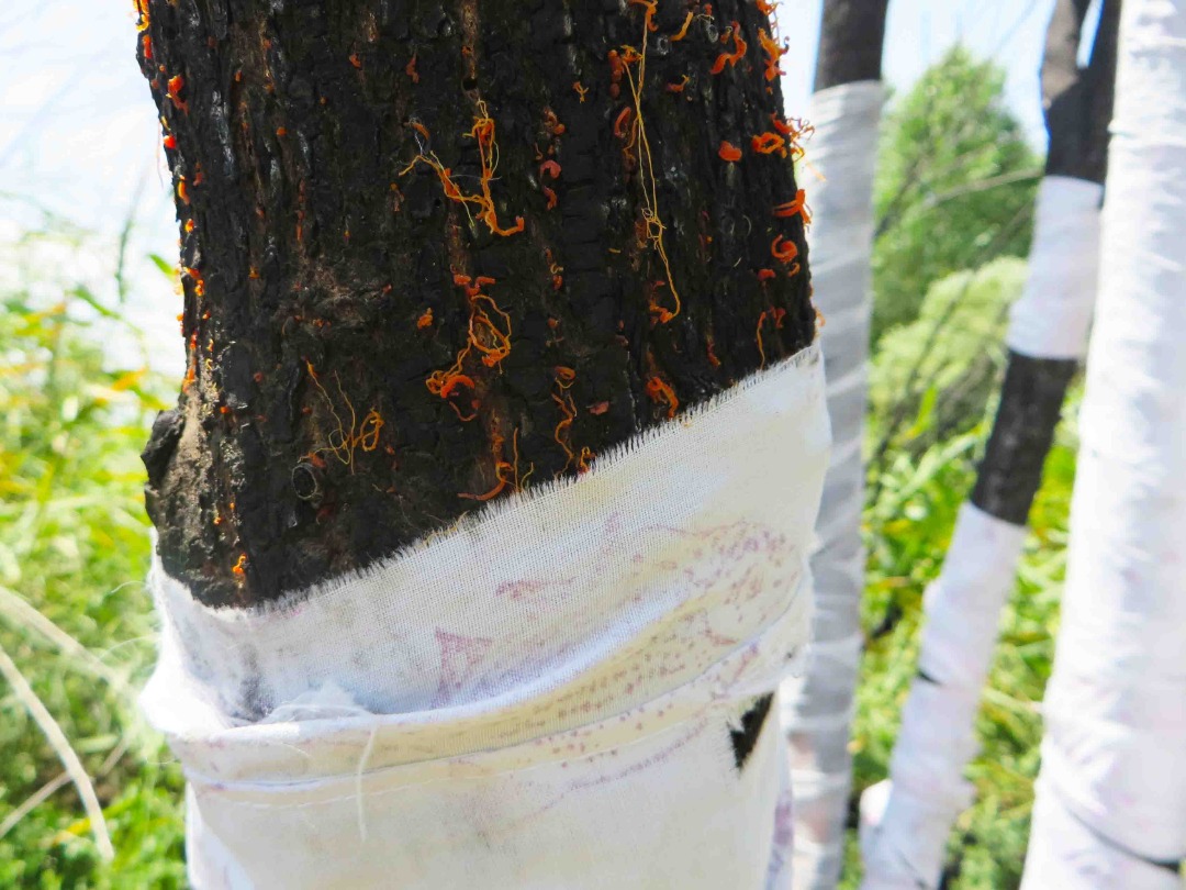 Burned tree (2)