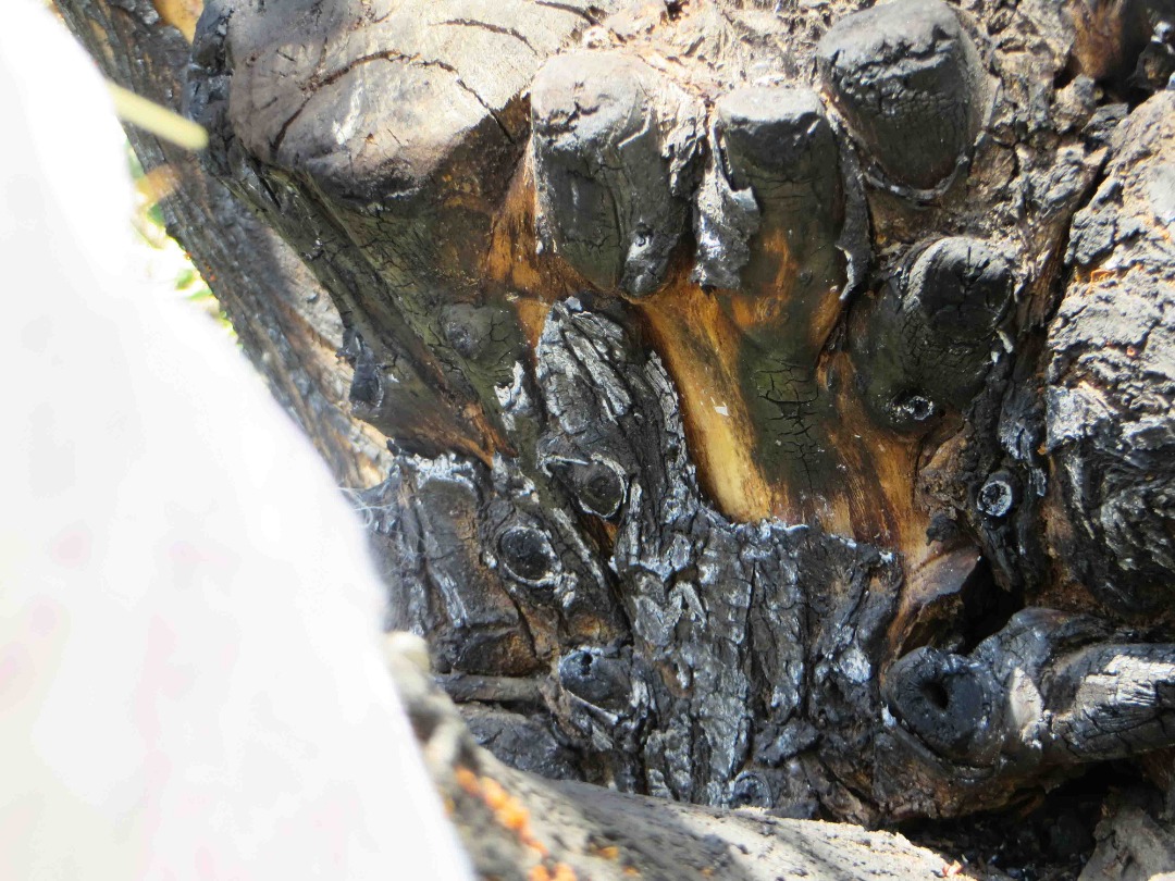 Burned tree (3)